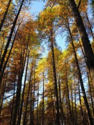 Sempre nel bel bosco di larici