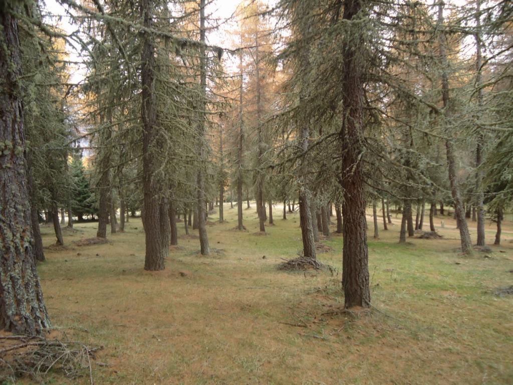 Sottobosco