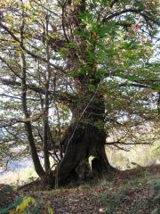 castagno appena sotto Puet