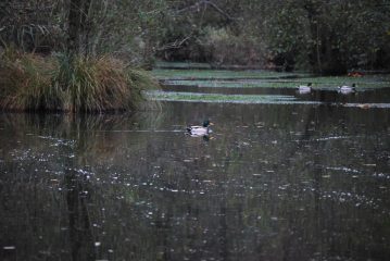 I pochi germani che hanno fatto visita
