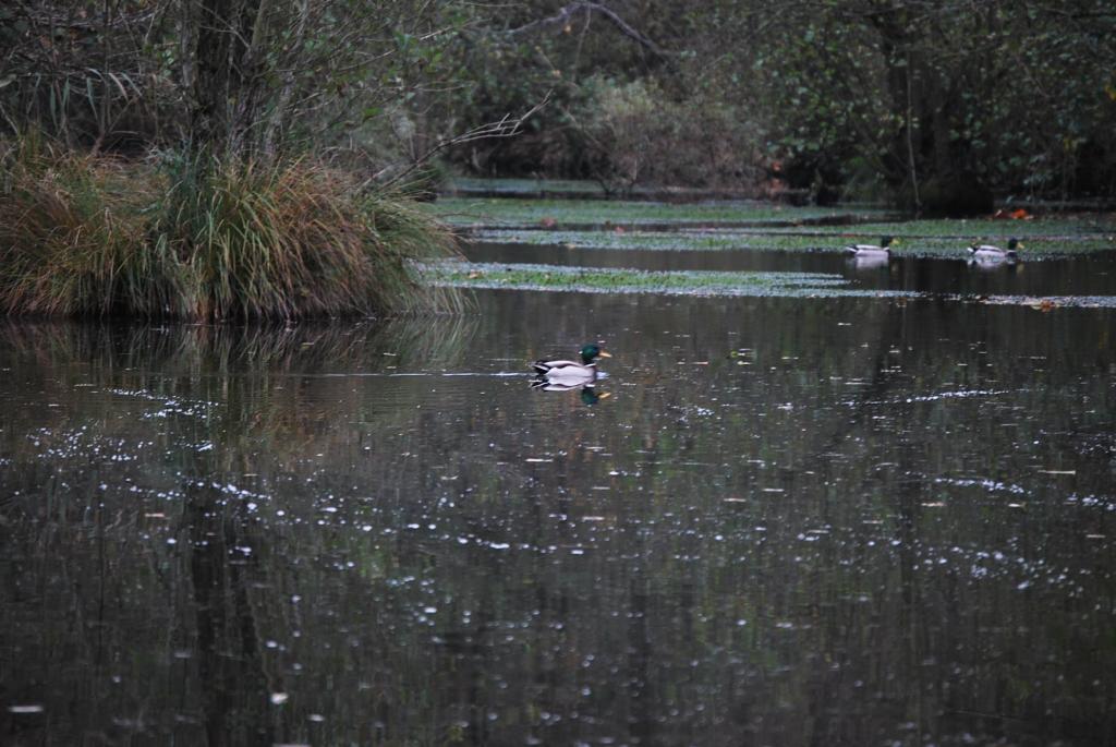 I pochi germani che hanno fatto visita