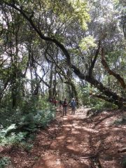 la foresta pluviale del primo giorno