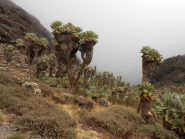 Senecio Kilimanjari