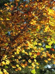 Colori autunnali