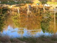 Riflessi nel lago