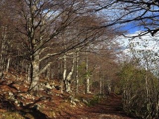 Colori al ritorno nel bosco