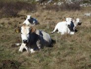 Mucche a Pian del Colle