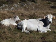 Mucche a Pian del Colle