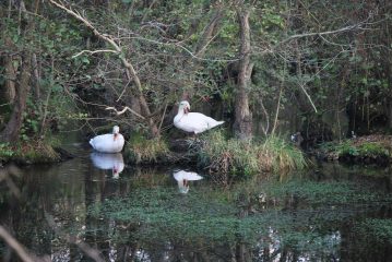La coppia si è ricostituita