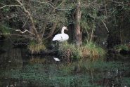 Un cigno nella macchia