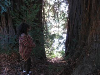 in mezzo alle sequoie