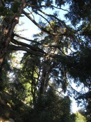 cipressi californiani