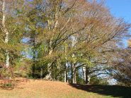 bellissimo gruppo di faggi 