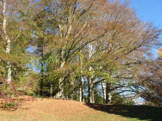 bellissimo gruppo di faggi 