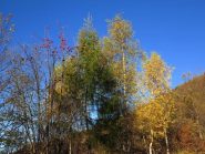 Colori autunnali
