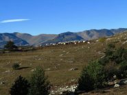 Mucche ancora al pascolo
