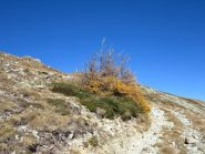La vecchia strada ormai malconcia per il Pizzo