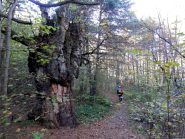 e un castagno secolare