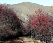 la sterrata che scente a Montegrosso Pian Latte