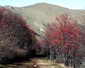 la sterrata che scente a Montegrosso Pian Latte