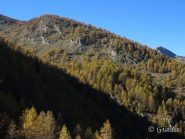 Linee e luci nel bosco delle Navette