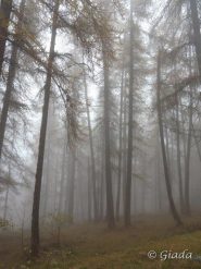 Nel bosco avvolto dalla nebbia