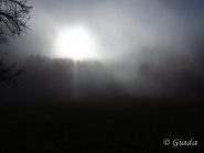 Magici effetti di luci ombre nebbie nel bosco