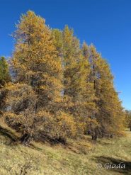 Larici colorati