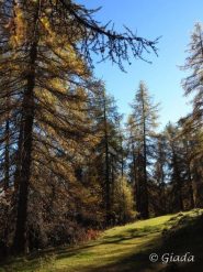 Bosco delle Navette sulla mulattiera