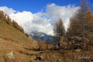 Cartoline dalle Navette