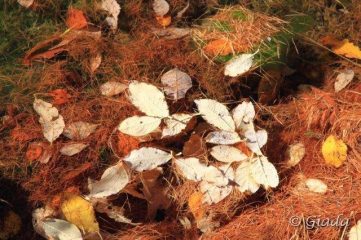 Cartolina d'autunno