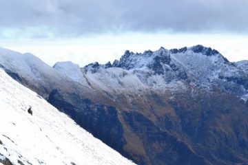 stambecco e Pizzo del Ciapé