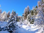 Salendo nel bosco sopra Liuteysaz