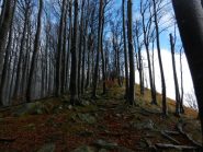 La lunga cresta dello Zatta immersa nel bosco