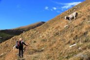 Verso il Frontè tra le mucche al pascolo