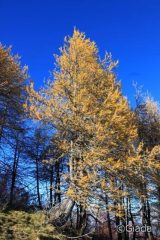 Larici sul crinale