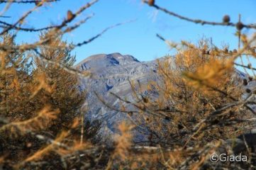 Pian Ballaur fa capolino tra i larici