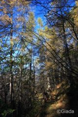 Nel bel bosco immerso nell'autunno