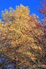 Colori autunnali nel bosco di discesa