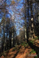 Nel bel bosco di Faggi 