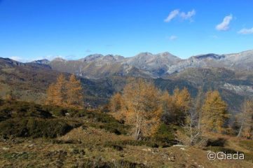 Le Liguri incorniciate di gialli larici