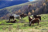 Bellissimo branco di cavalli al pascolo