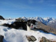 Il cane Border