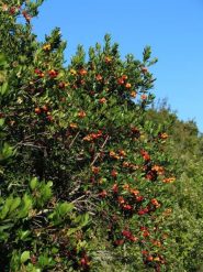 I coloratissimi frutti son maturi