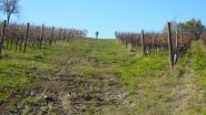 tra i vigneti