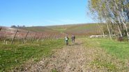 nella zona dei vigneti