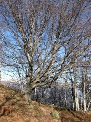 faggio alla c. canauta'