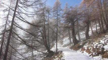 stiamo uscendo dalla coltre nuvolosa e dalla nebbia...(17-11-2013)