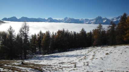 manto scarso alla fine del bosco