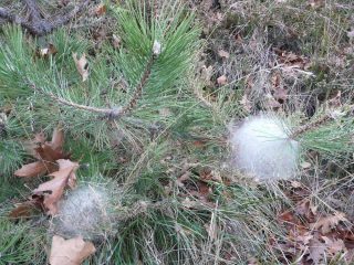 I nidi di processionaria abbondano ovunque